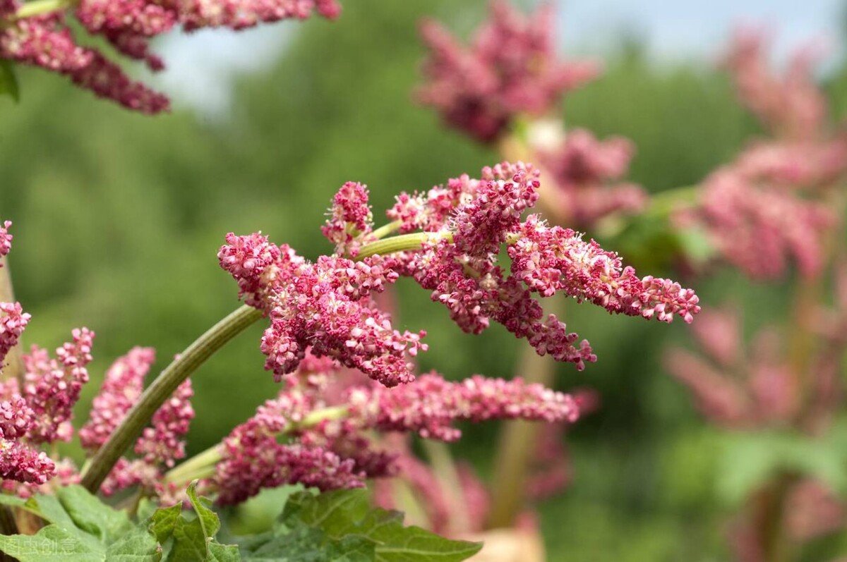 中医治妇科出血,治疗妇科血崩经方