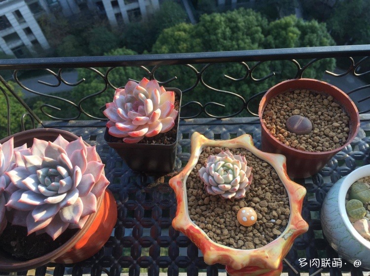 不管什么多肉都适合叶插吗,不管什么多肉都可以变老桩吗