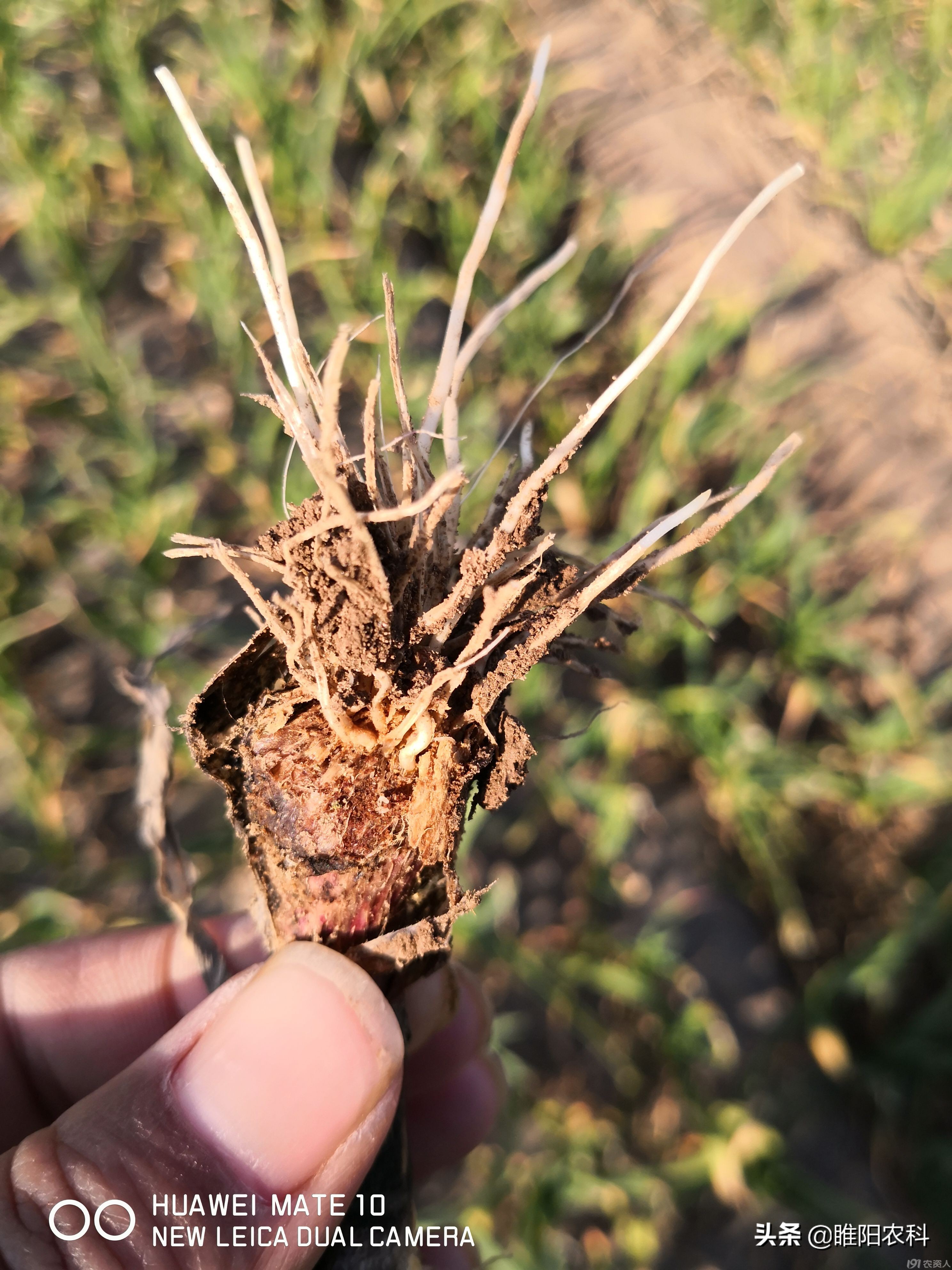 冶韭蛆安全有效的药,治韭蛆专用长效药