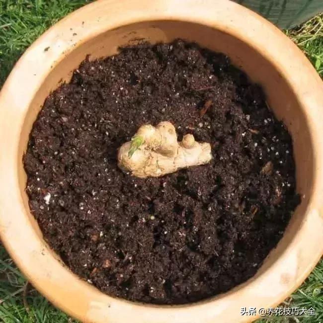 生姜可以直接埋花盆的土里保存吗,生姜在沙里发芽可以直接种植吗