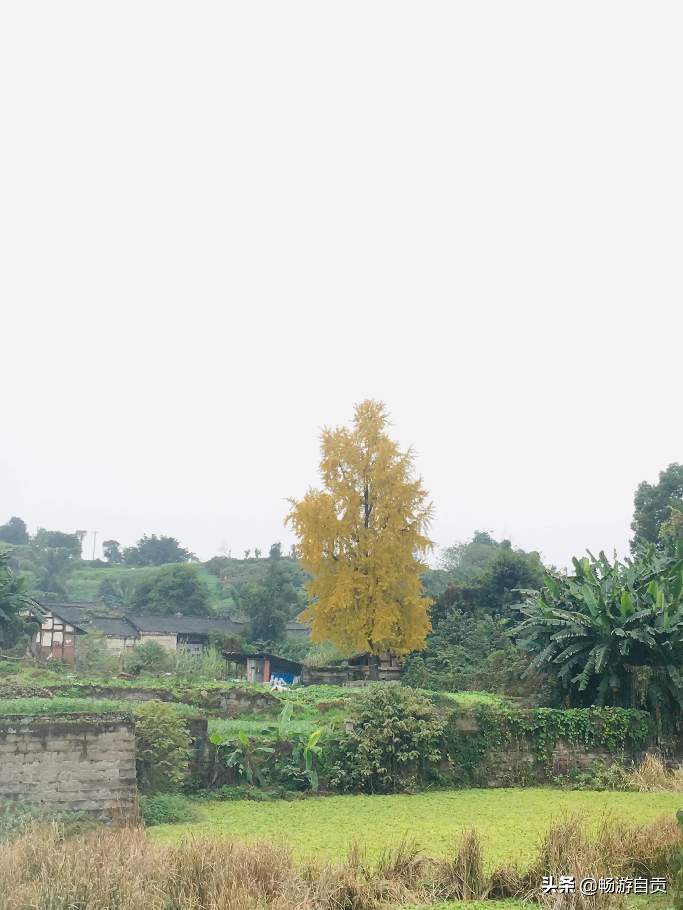 恰逢仲冬季节，追寻自贡唯美黄金叶