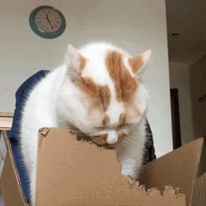 为什么挠猫咪肚皮猫咪会想咬人,摸猫咪的时候猫咪咬人啥意思