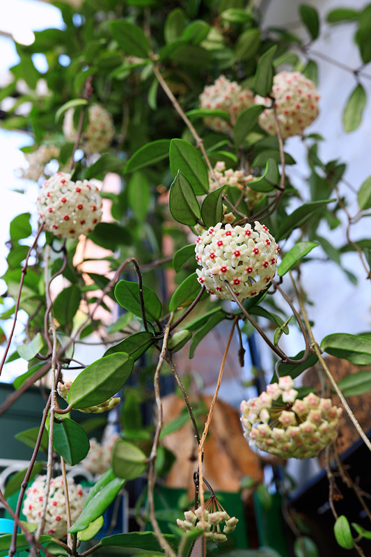 十种养不死有香味的花的室内绿植,四季常开花的室内绿植品种