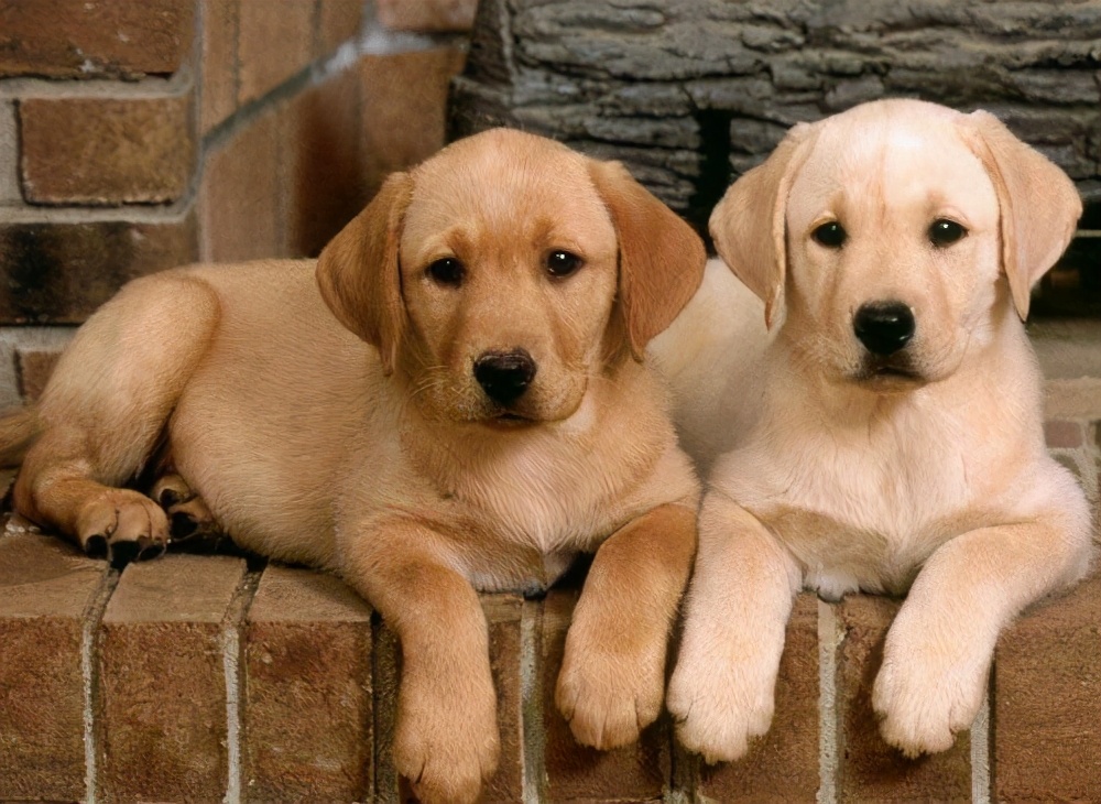 什么狗最好养又便宜不咬人,适合男生养的狗又便宜又好养