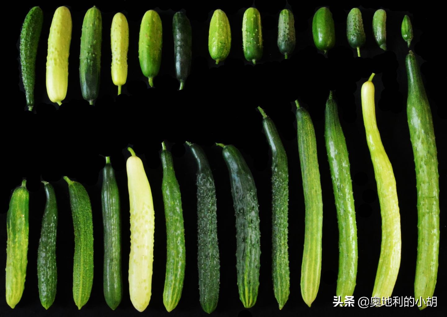 德国泡菜各种吃法,外国人吃酸黄瓜中文版