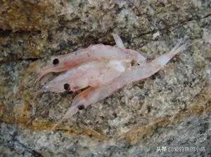 全浮游矶钓与半浮游矶钓快速转换,浮游矶钓和半浮游矶钓