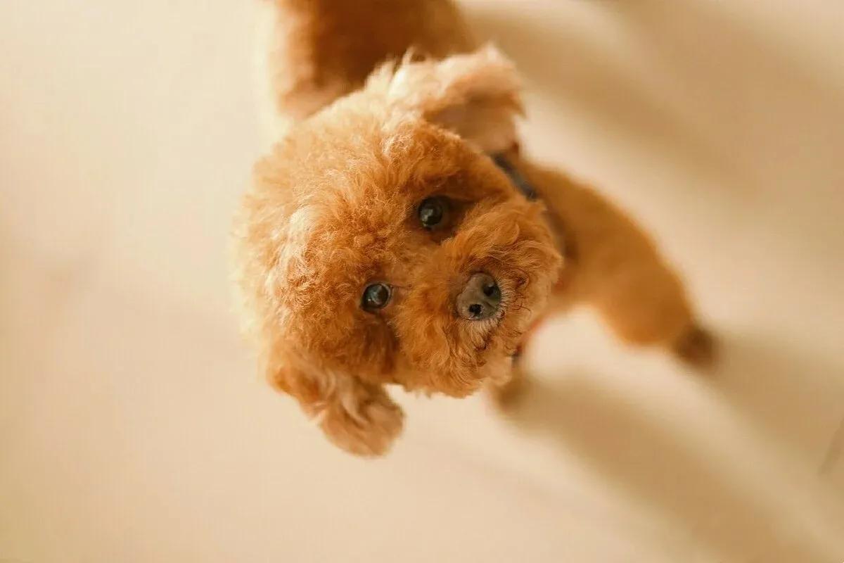 泰迪乱骑怎么办,泰迪为什么老是喜欢蹭我腿