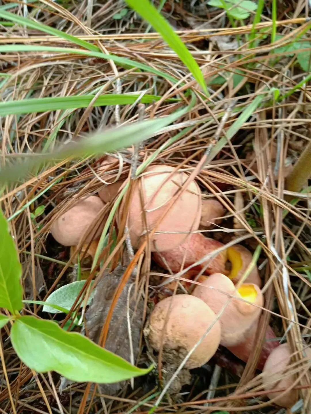 深山里捡蘑菇视频,找野生蘑菇最佳方法
