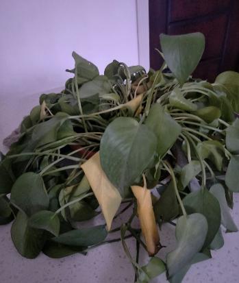 绿萝怎么养不会让它死,绿萝怎么补救最快最有效