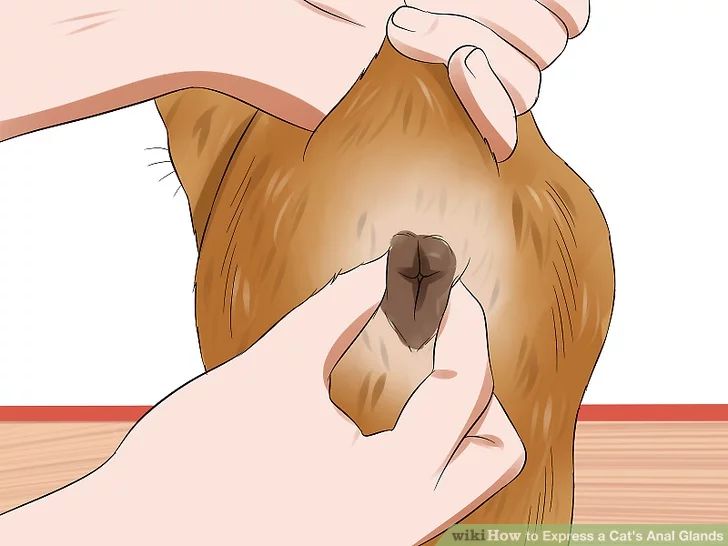 猫咪肛门腺需要治疗吗,猫咪肛门腺发炎症状