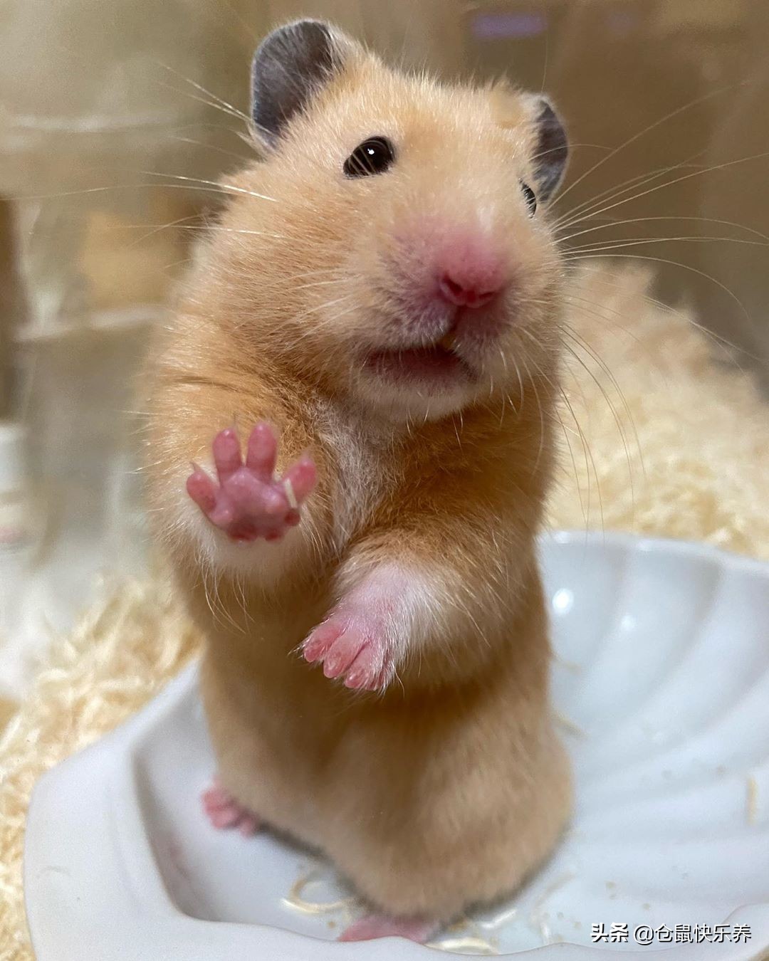 仓鼠为冬眠醒后扭曲爬行,仓鼠睁着眼侧躺不动呼吸动静很大