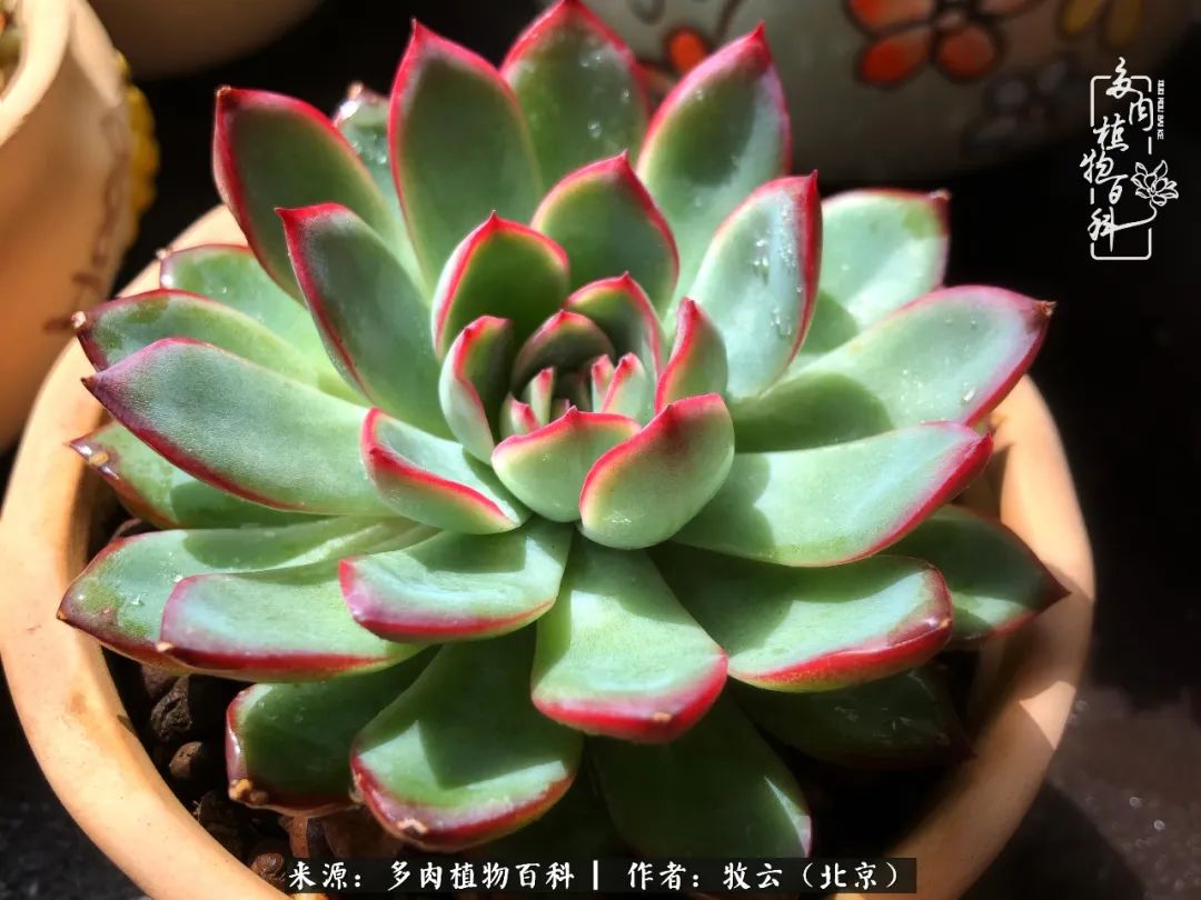 日常生活中常见的多肉植物,多肉植物神奇之处