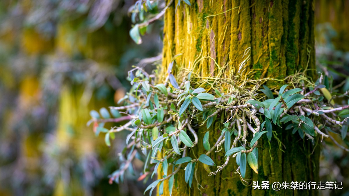 温州鹿城奇特游乐,温州奇特游乐王国联系方式