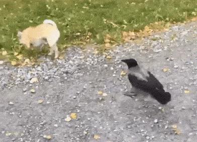 狗子被主人吓尿怎么办,狗子偷吃猪手被发现