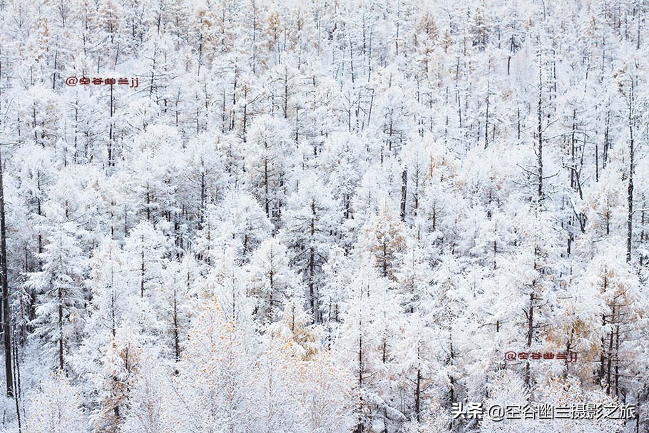 在莫尔道嘎，我遇见了最美的秋雪