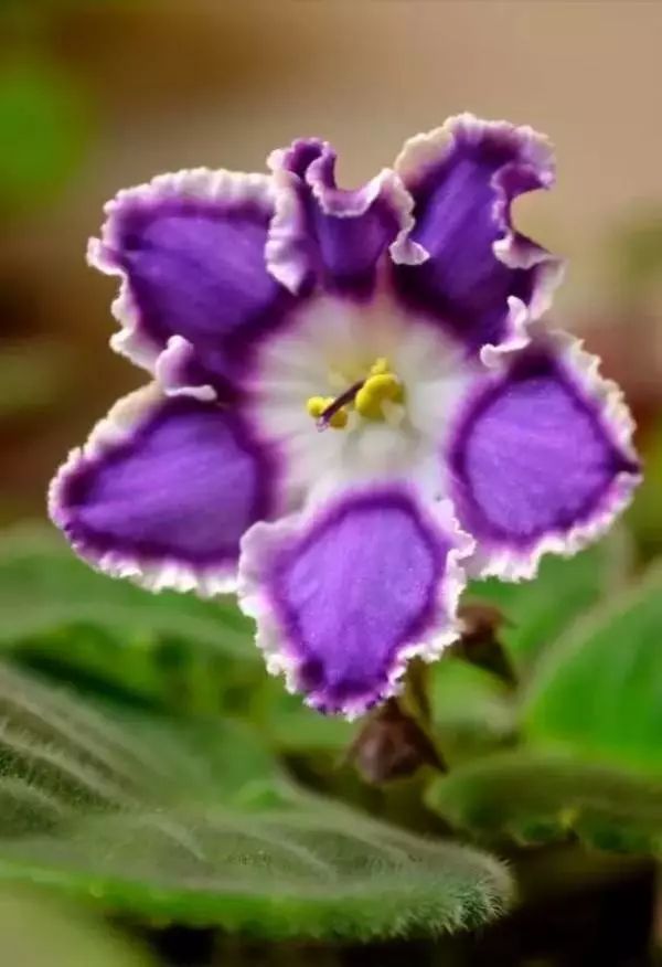 非洲紫罗兰，兼具高贵与易养，稍用心即爆盆