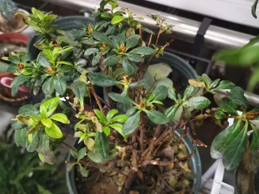 花买回来叶子蔫了怎么办,花掉花苞有什么好方法吗