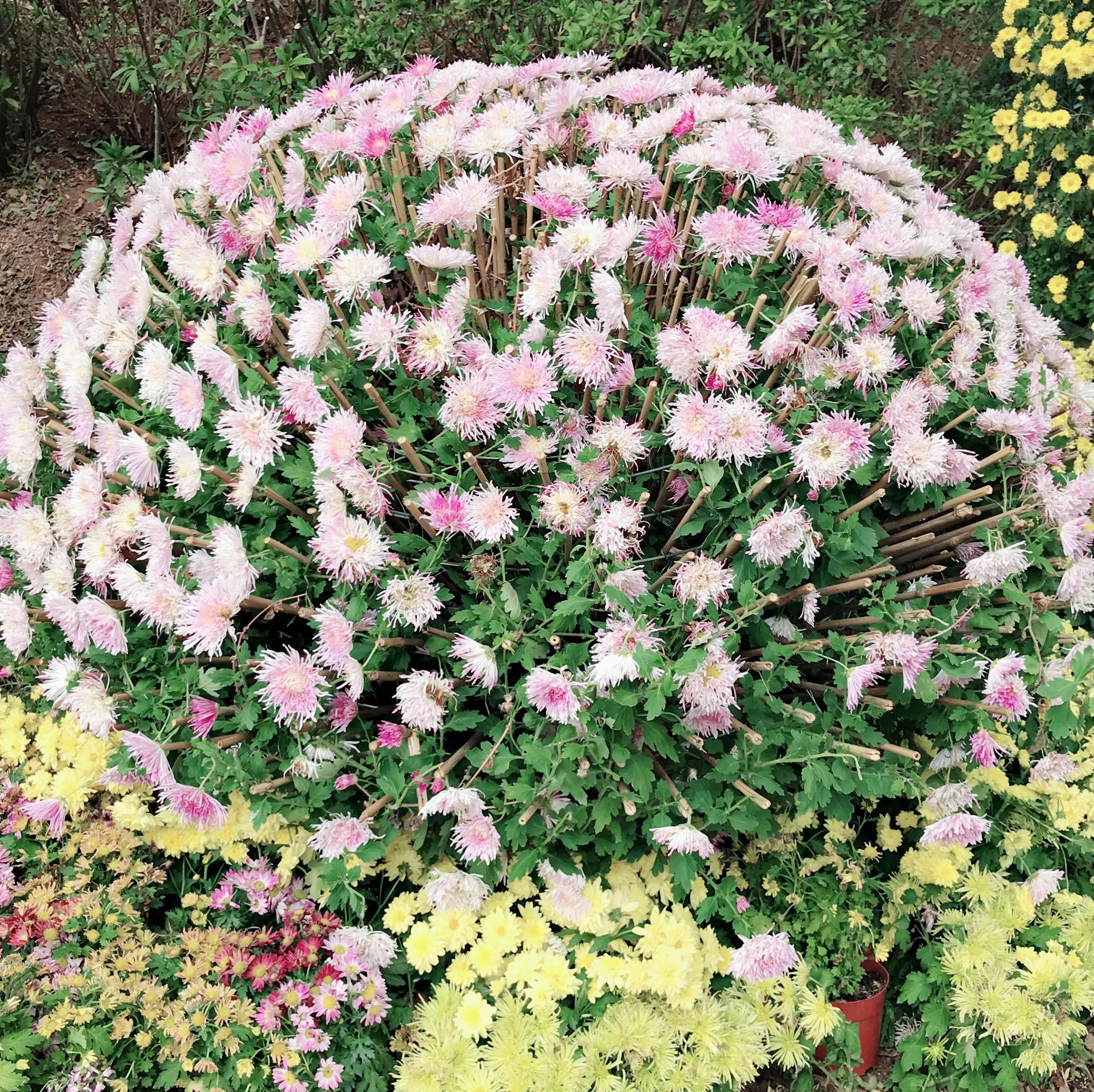 閬涘▋濂藉幓澶勮強鑺卞睍,娣卞湷閬涘▋鐪嬪睍