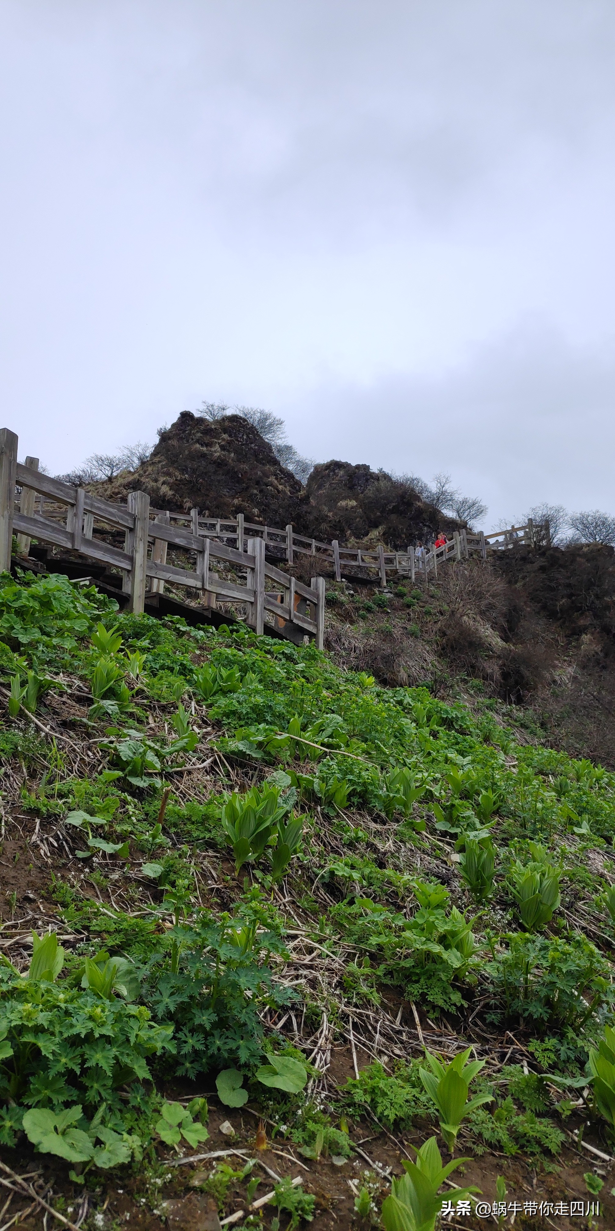 成都去西岭雪山两天一夜旅游团,成都出发雪山旅游