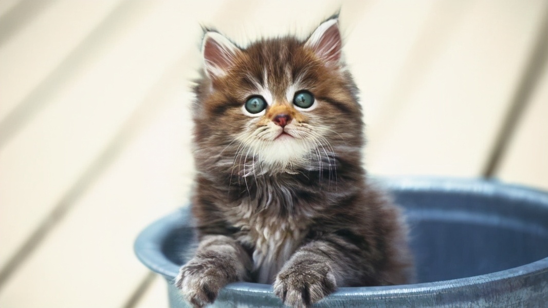 搞笑段子：骑上我心爱的小乌龟