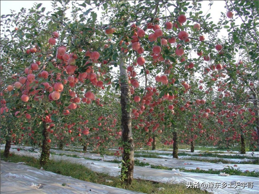 果农管理技巧,农村果树管理技巧