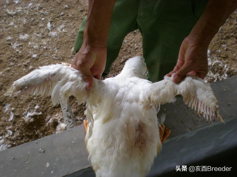 鸭的人工授精是怎么操作,鸡人工授精技术规程