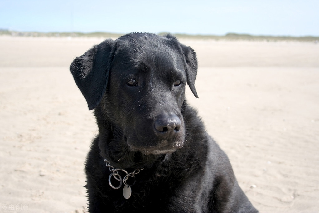 拉布拉多犬舍日常饲养方法,拉布拉多幼犬多大可以养
