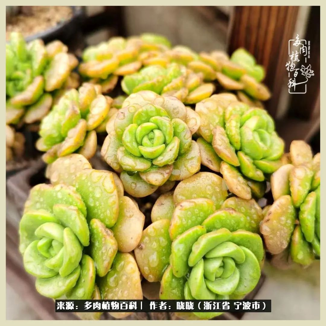 对多肉的热爱深入骨髓,当激情退却希望你依然保持热爱