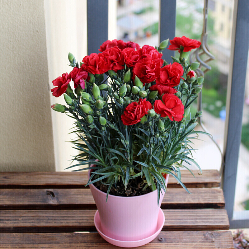 人养花一时养人一生,人养花同时花也养人