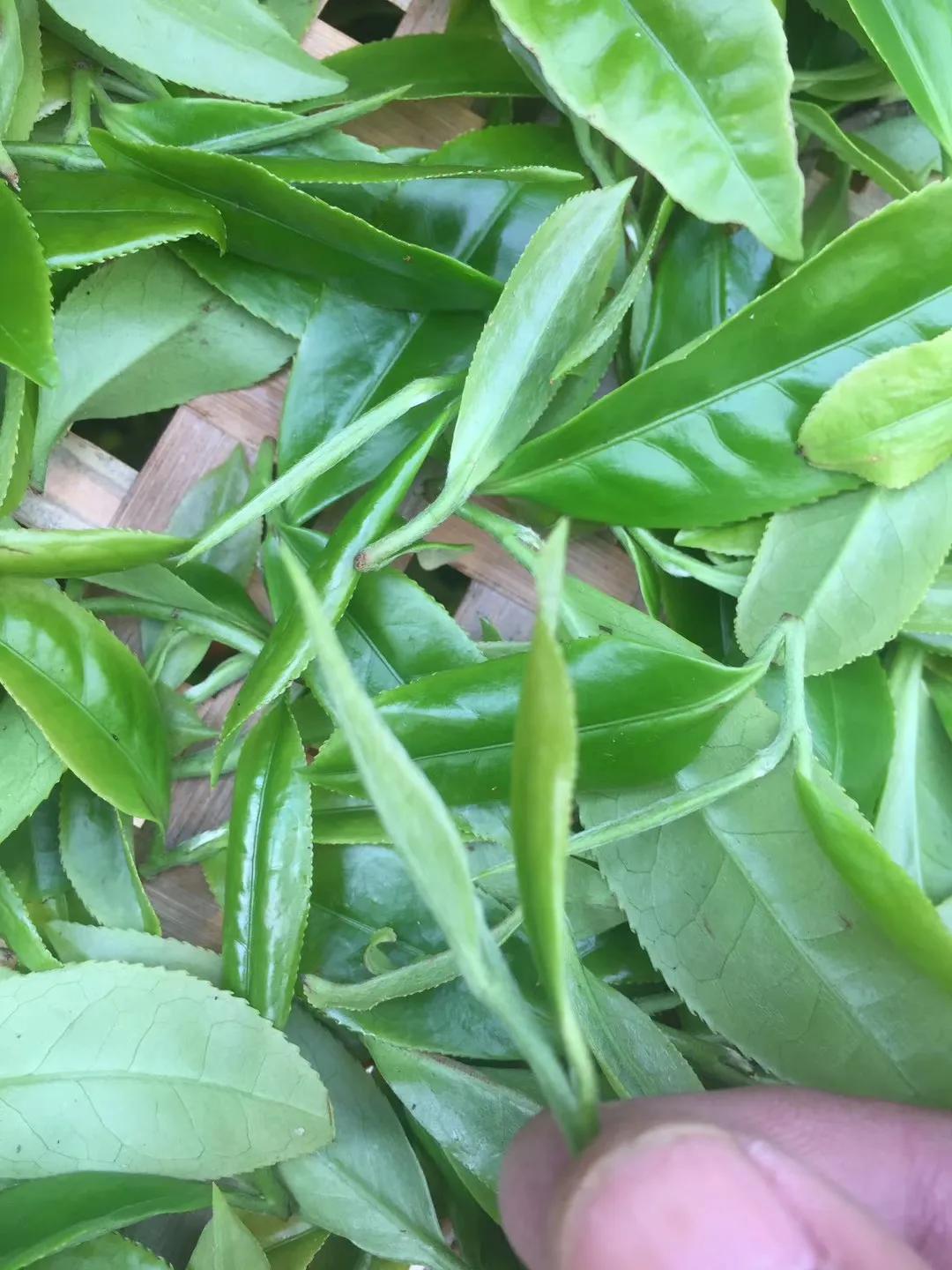 喝茶回甘的背后原来有这些秘密,喝茶回甘是什么原理