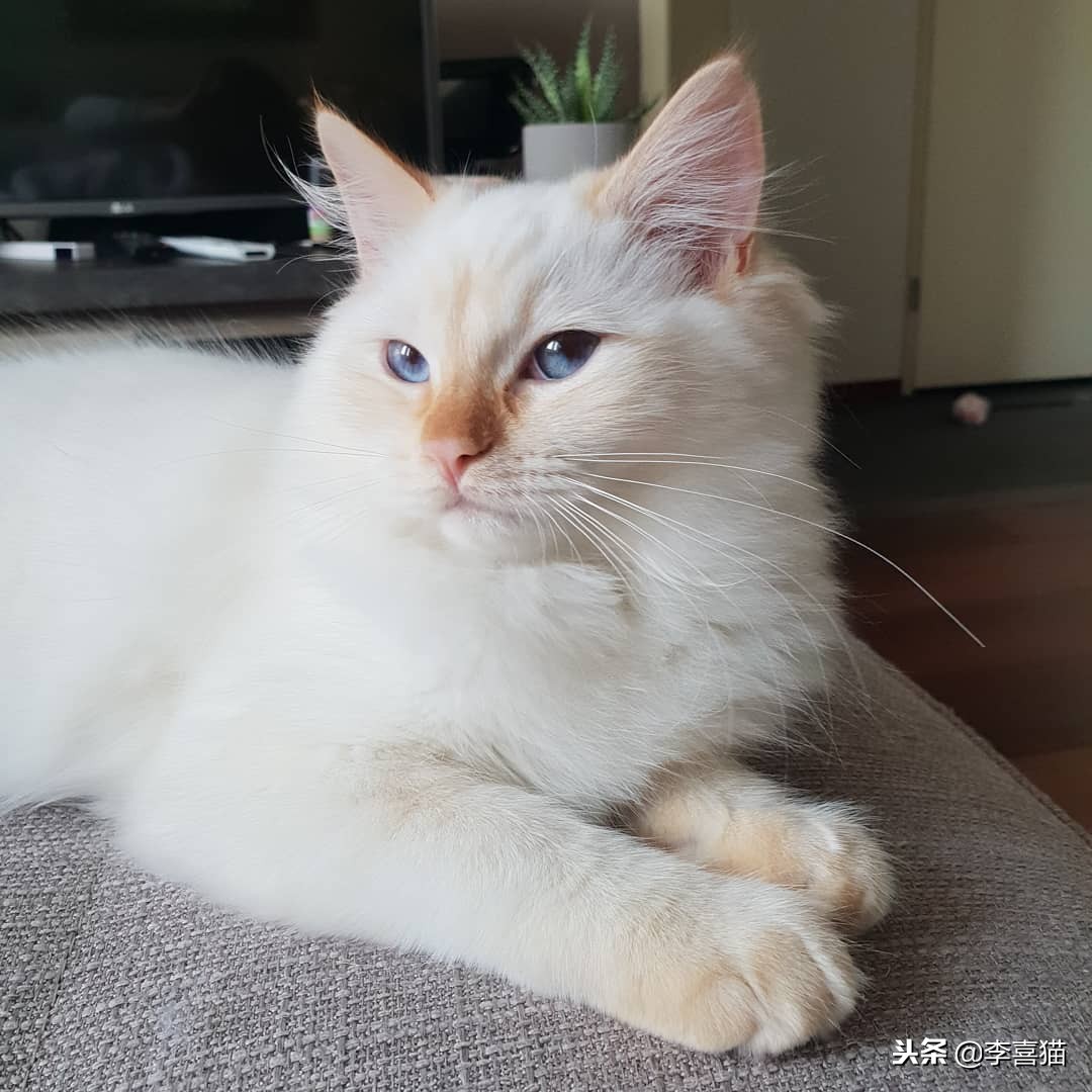 猫咪是一个铲屎官,猫咪退化和铲屎官有什么关系