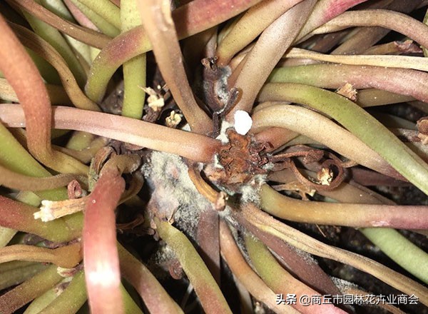 仙客来烂根的处理视频,仙客来种球烂根后怎么重新栽种