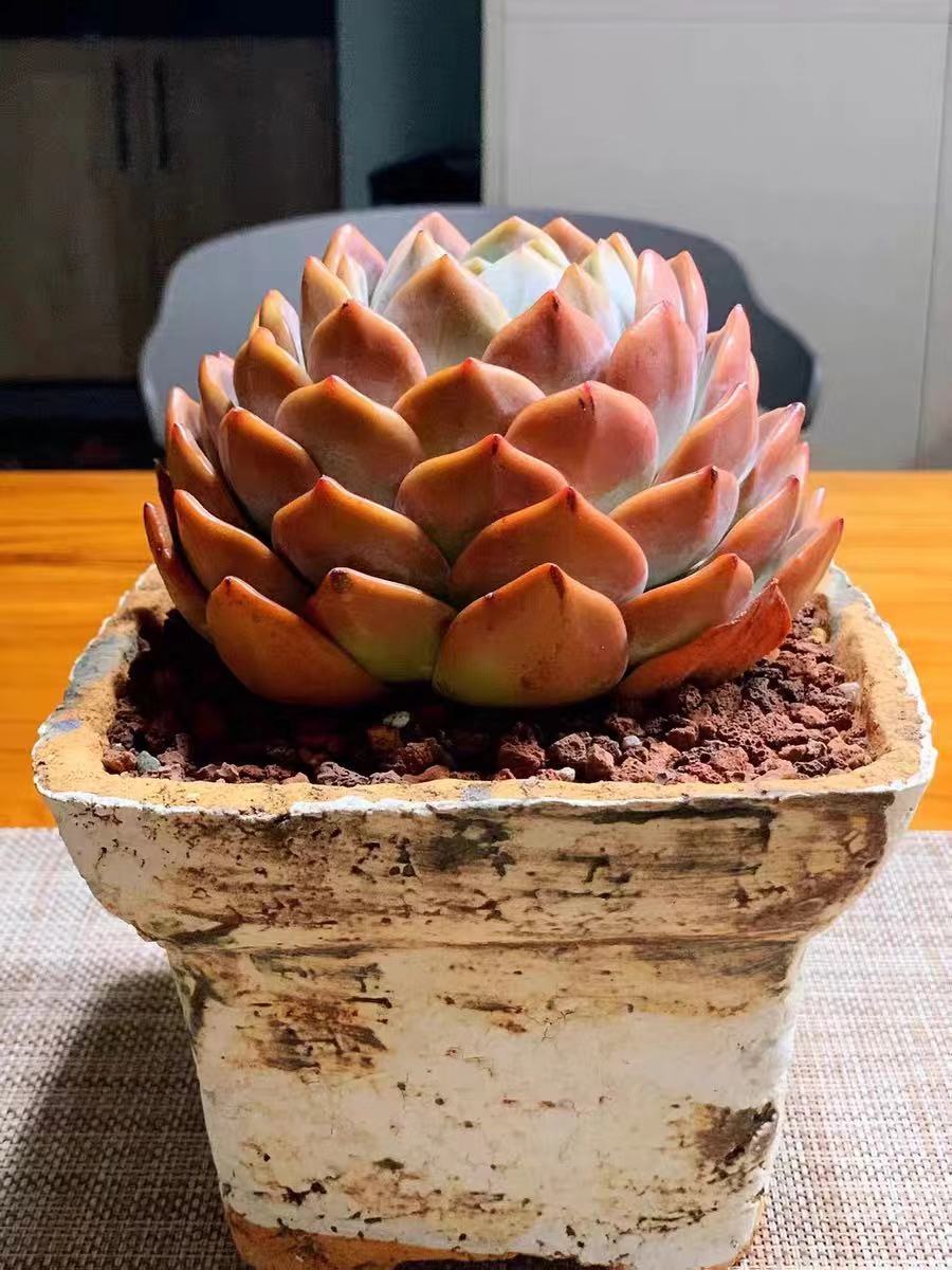 橙梦露怎么养容易出颜色,橙梦露一般怎么养护