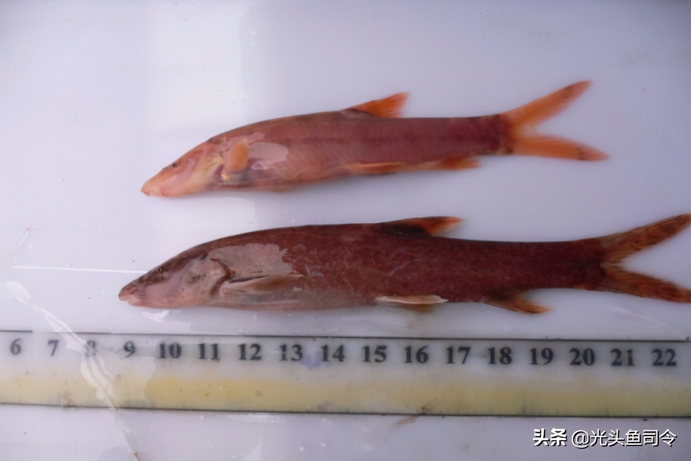 长江保护鱼类,有关长江鱼类资源保护