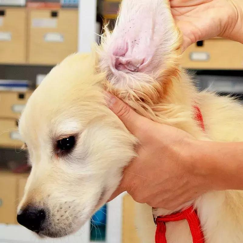 狗狗两腿内侧突然起红疹,狗狗身上起红疹用什么药