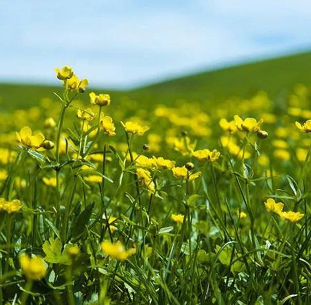 雨水花园植物区,雨水花园水生植物
