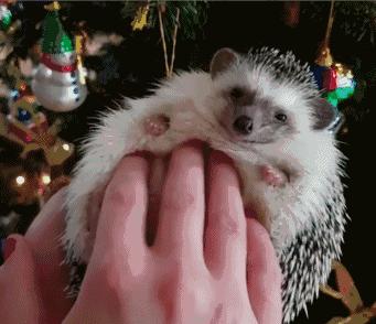 网红小刺猬——过成了你最想要的样子。