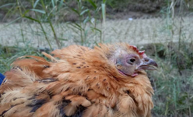 小鸡眼睛肿了睁不开眼土方法治疗,小鸡眼睛肿治疗