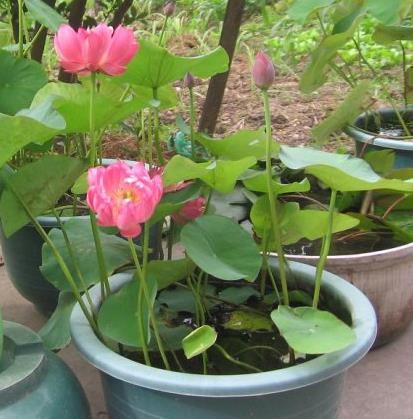 盆里养了碗莲，为啥一直不开花？这样养护，80天开出小荷花