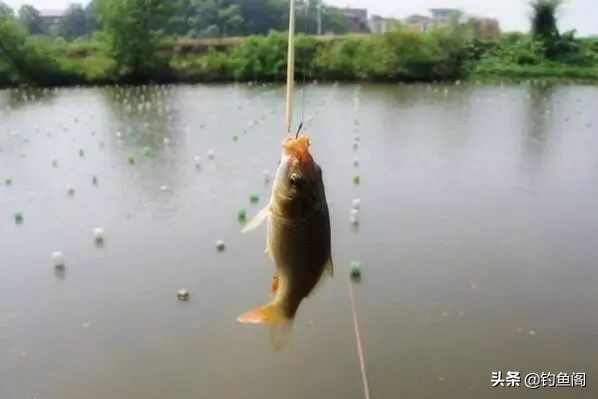 鱼竿新手入门教程,初学者如何选一支好的鱼竿