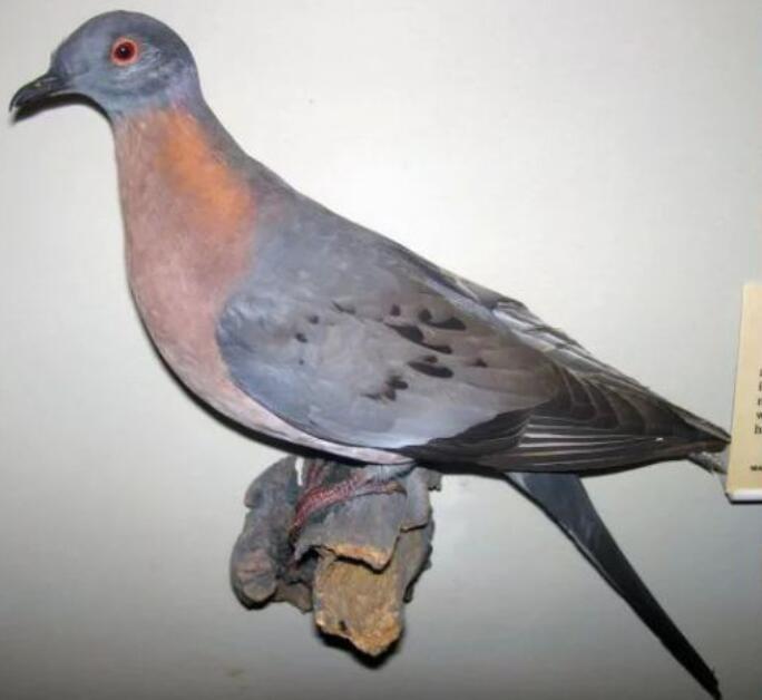 旅鸽在百年间灭绝的过程,旅鸽从遮天蔽日到灭绝
