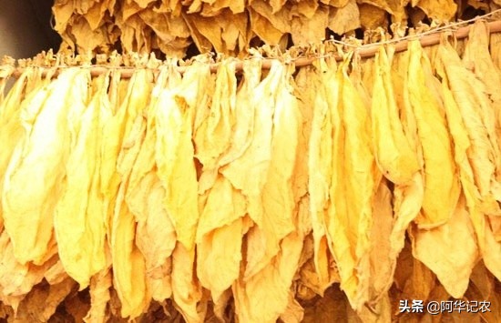 怎么样烘烤烟叶视频,怎样烘烤中部烟叶