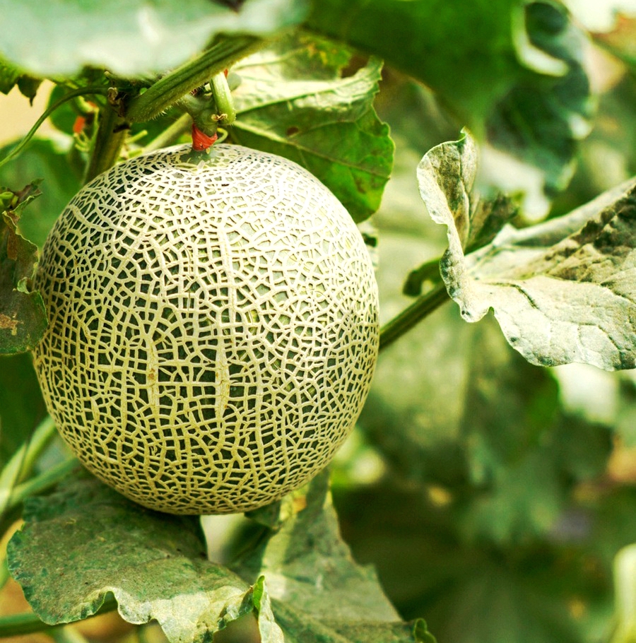 扫落叶优美诗句,扫落叶的诗句