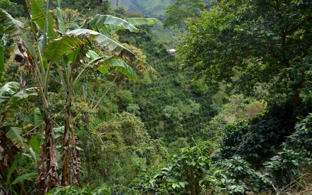 哥伦比亚咖啡属于什么档次,哥伦比亚咖啡和曼特宁咖啡区别