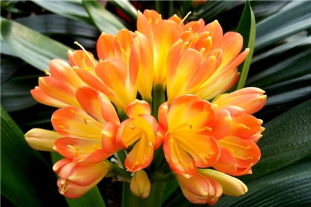 君子兰的养殖方法和注意事项换盆,君子兰养殖方法注意事项