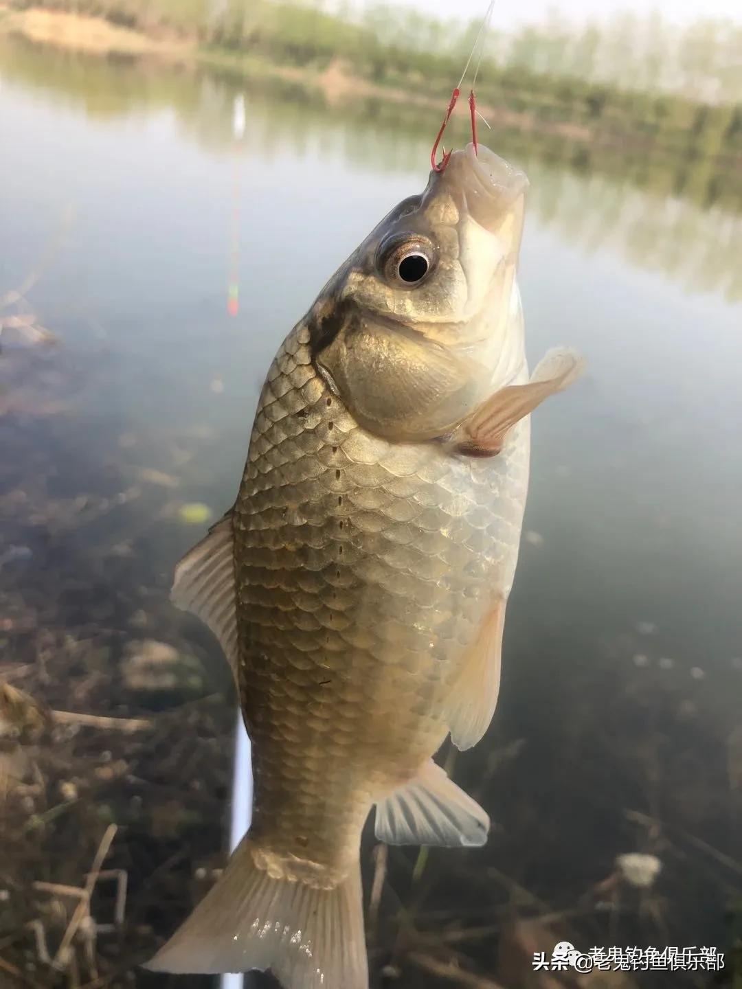 单开红虫,单开红虫拉饵