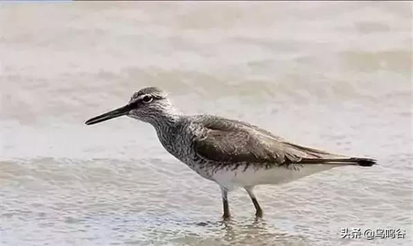 看图识鸟图片及答案,看图识鸟软件哪个好用