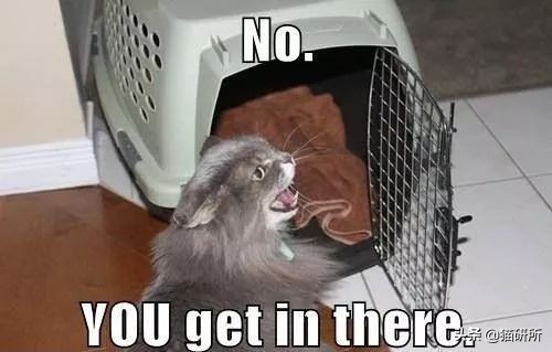 应该如何引导猫咪进航空箱,怎样让猫咪不害怕主人