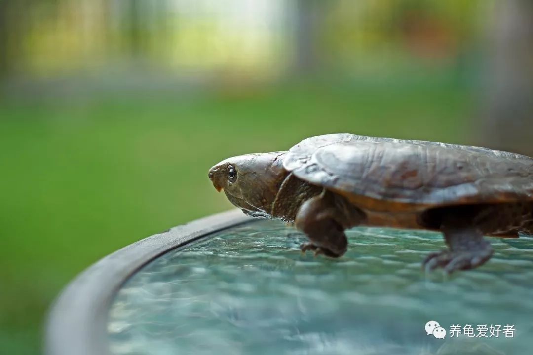 国龟鹰嘴新手入门教程,国龟鹰嘴视频大全