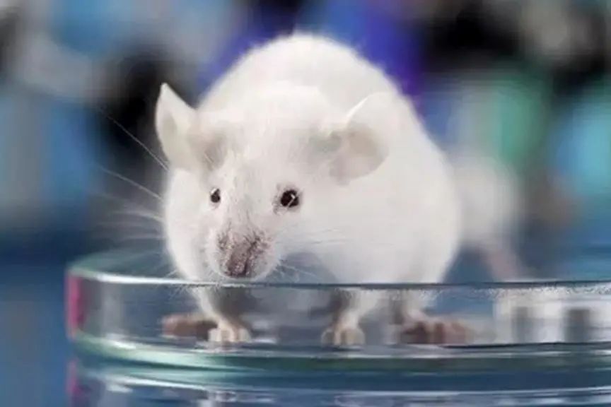 nk细胞回输副作用,carnk细胞疗法临床试验招募